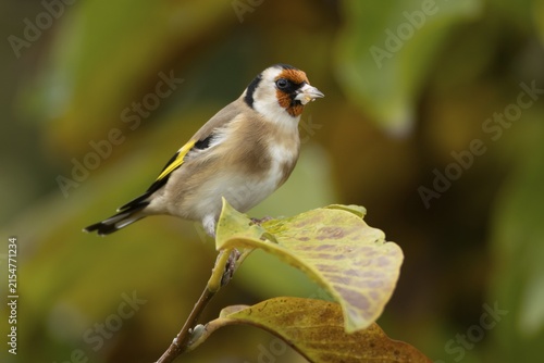 European goldfinch (Carduelis carduelis) adult garden bird in a magnolia tree with autumn colour leaves, England, United Kingdom
