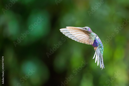 Quadro su tela Hummingbird hovering in flight with wings spread in tropical forest, Costa Rica
