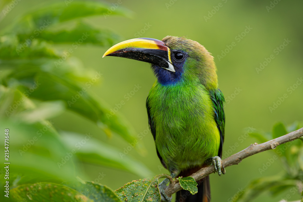 Obraz premium Northern emerald toucanet (Aulacorhynchus prasinus) perched on mossy branch