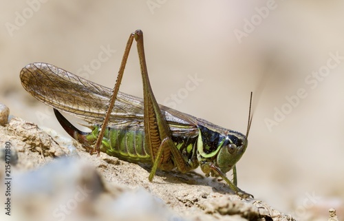 Grasshoppers, deciduous locusts, Metrioptera roeselii, Roesel's bush cricket, Rösel's bite deterrent, tettigoniidae, bog bush cricket, Ensifera, grasshoppers, insects, long-feeler scare