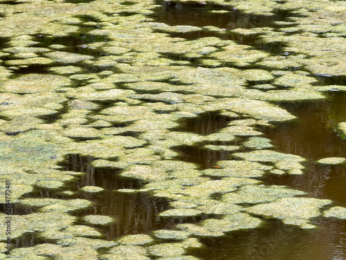 Clusters of filamentous algae (unidentified species) growing on the surface of a garden pond along the Gulf Coast on a hot summer day in southwest Florida. Motifs of aquatic ecosystems, water quality.