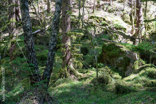 Moss-covered boulders in a green forest