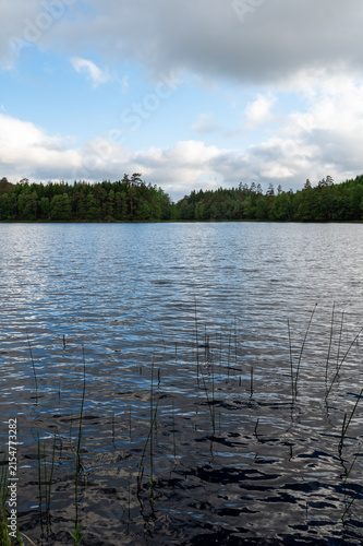 Small lake with green forest