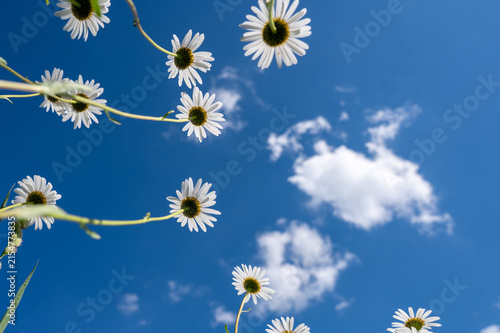 Oxeye daisies viewed from below, looking up at the  sky.