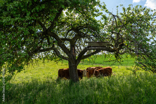 Cows in a green pasture