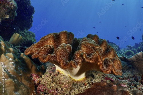 Dark brown mushroom leather coral (Sarcophyton glaucum) with roundish shape in a blue underwater environment, dive site Crystal Bay, Nusa Ceningan, Nusa Penida, Bali, Indonesia