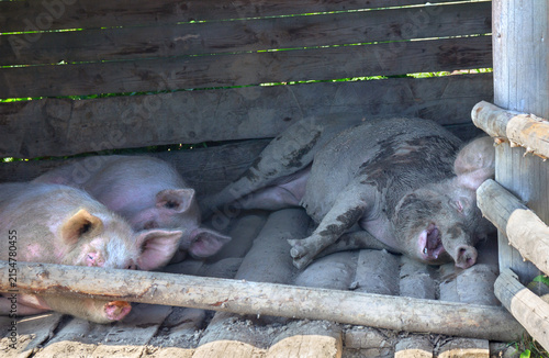 Sow and two pigs resting in muddy wooden sty hiding from summer heat