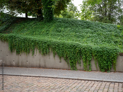 Dense green ivy covering a retaining wall and hillside beside an old cobblestone street, creating lush urban greenery and natural vegetation in a quiet outdoor setting.