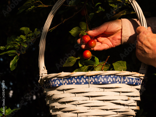 Foto Woman putting ripe red cherries fruit in a basket