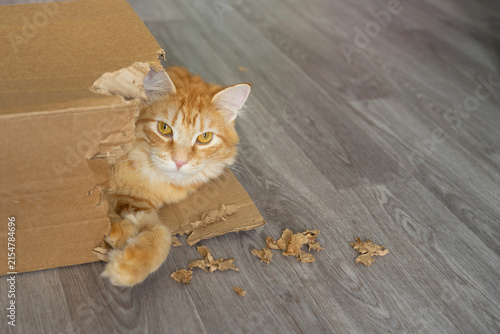 Fotografía Orange cat playing inside a torn cardboard box with chewed pieces