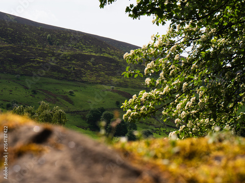 Saddleworth moors hills through view of trees