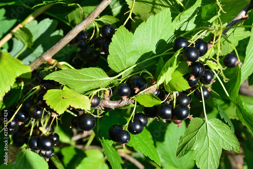 Cuadro en lienzo Black currants Growing on Bush with green leaves in Garden close up Ribes nigrum