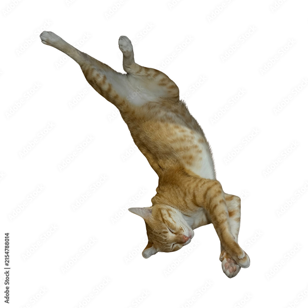 Obraz premium Gravity Cat