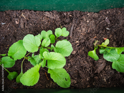 Young radish vegetable leaves sprout in soil compost