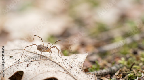 Harvestman Arachnid Walking on Dry Leaf with Copy Space