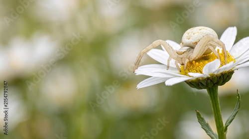 Crab Spider on White Wildflower with Soft Copy Space