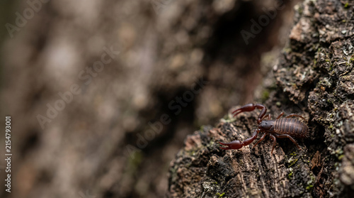 Tiny Pseudoscorpion Crawling Across Tree Bark