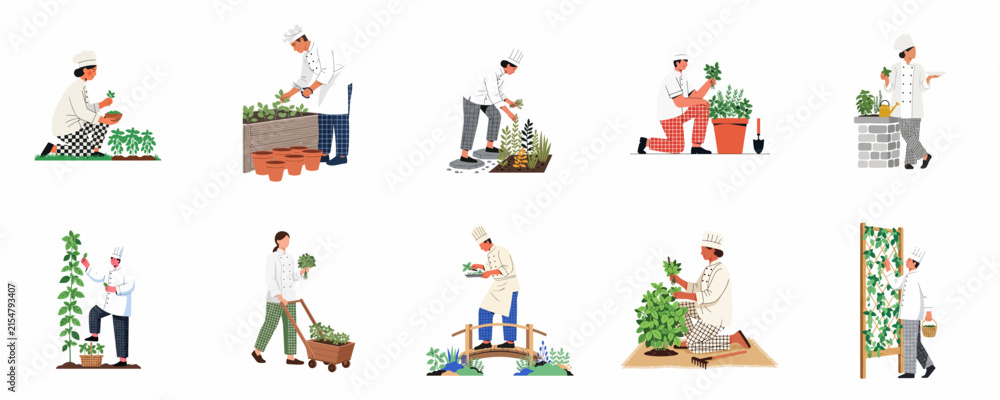Fototapeta premium Set of Flat Vector Illustrations Featuring Chefs and Cooks Harvesting Fresh Organic Vegetables and Herbs from Kitchen Gardens and Vertical Farms for a Farm-to-Table Culinary Concept