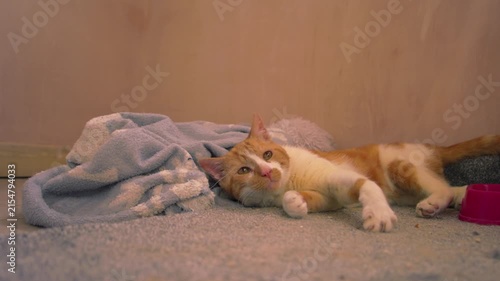 Ginger and white cat lays on floor