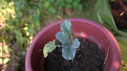 Young Broccoli vegetable plant in plant pot