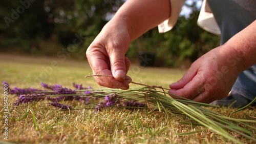 Hand tying bunch of lavender flowers with string for drying