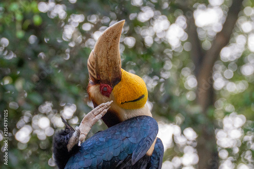Portrait of wreathed hornbill, a tropical bird that lives in South Asia and South East Asia