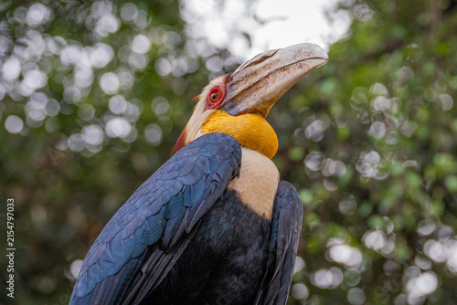 Portrait of wreathed hornbill, a tropical bird that lives in South Asia and South East Asia