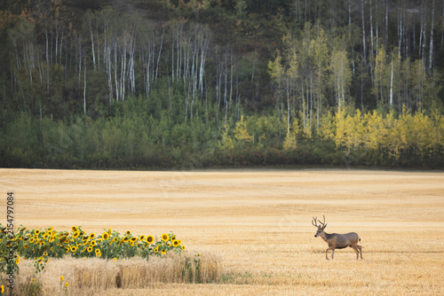 A mule deer buck walks across a golden harvested field beside blooming sunflowers, backed by autumn aspen woodland in the scenic Peace River Valley, British Columbia, Canada.