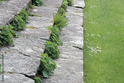 Old weathered stone steps with vibrant green plants growing from the cracks next to a lush grassy lawn, evoking a peaceful feeling of resilience as nature gently reclaims forgotten historical paths