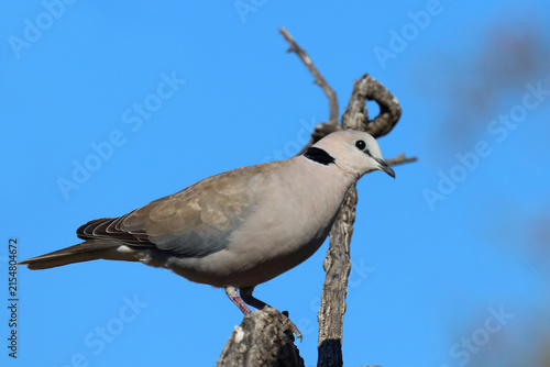 Quadro su tela Kapturteltaube / Cape turtle dove / Streptopelia capicola