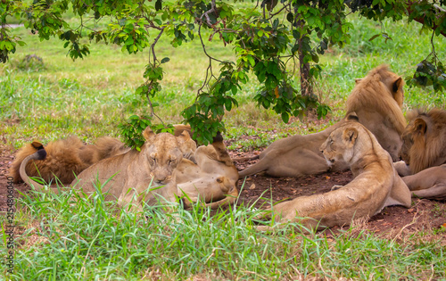 Canvas Print A close-up of a lion and lioness against a backdrop of green grass
