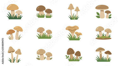 Various wild mushroom and fungi illustration set.