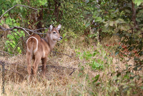 Foto Wasserbock / Waterbuck / Kobus ellipsiprymnus