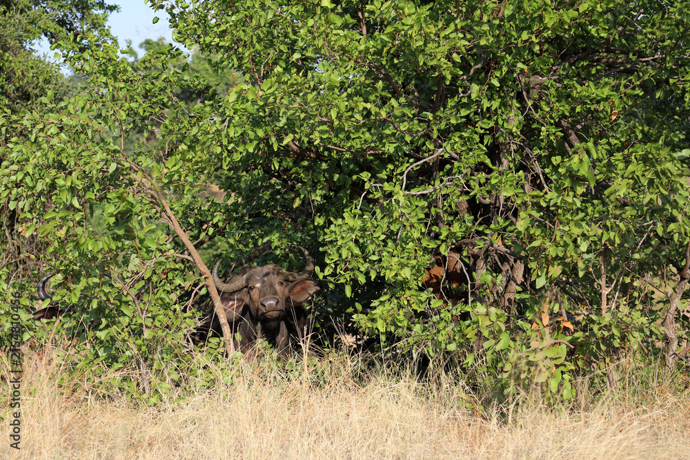 Fototapeta premium Kaffernbüffel / African buffalo / Syncerus caffer