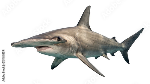 Great hammerhead shark isolated on transparent background