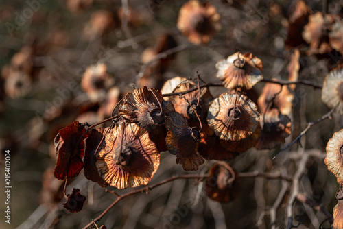Foto Backlit Dry Winged Seed Pods on a Branch