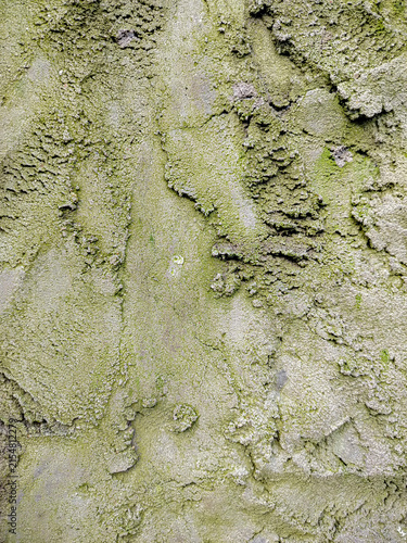 Fotografie Close up of tree bark covered in vibrant green moss and lichen growth