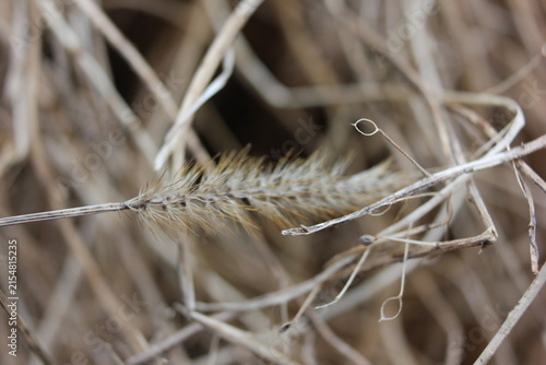 Canvastavla Close-up of dry grass and seed head, hinting at the beauty of nature's resilienc