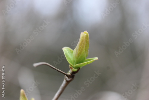 Принти на полотні A delicate new bud unfurling on a bare branch, symbolizing new beginnings and the promise of spring