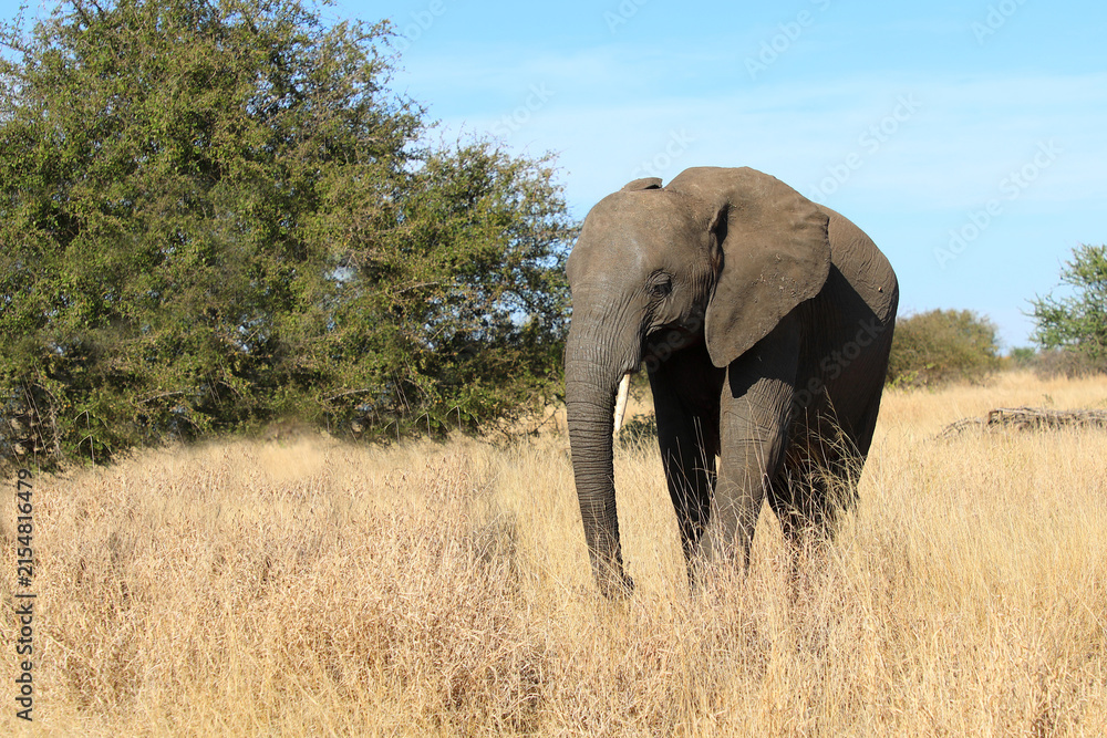 Fototapeta premium Afrikanischer Elefant / African elephant / Loxodonta africana