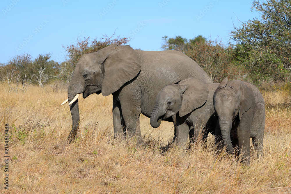 Fototapeta premium Afrikanischer Elefant / African elephant / Loxodonta africana