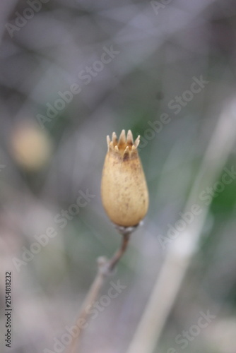 Konstfotografi A close-up, shallow depth-of-field shot of a dried poppy seed pod on a thin stem