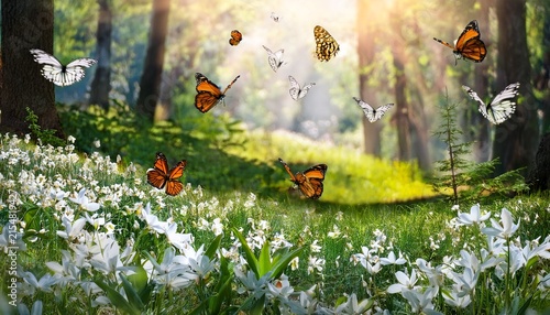 forest glade with lots of white spring flowers and butterflies on a sunny day