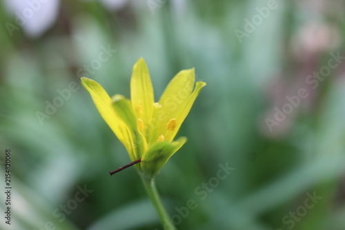 Konstfotografi A single delicate yellow star-shaped flower with thin green leaves and stem, blu