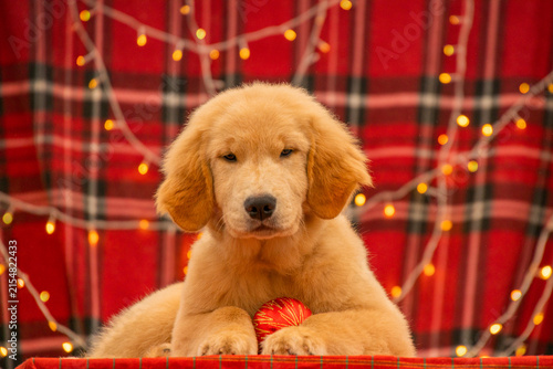 Adorable Golden Retriever puppy resting paws on a red Christmas bauble against festive plaid backdrop with twinkling lights.