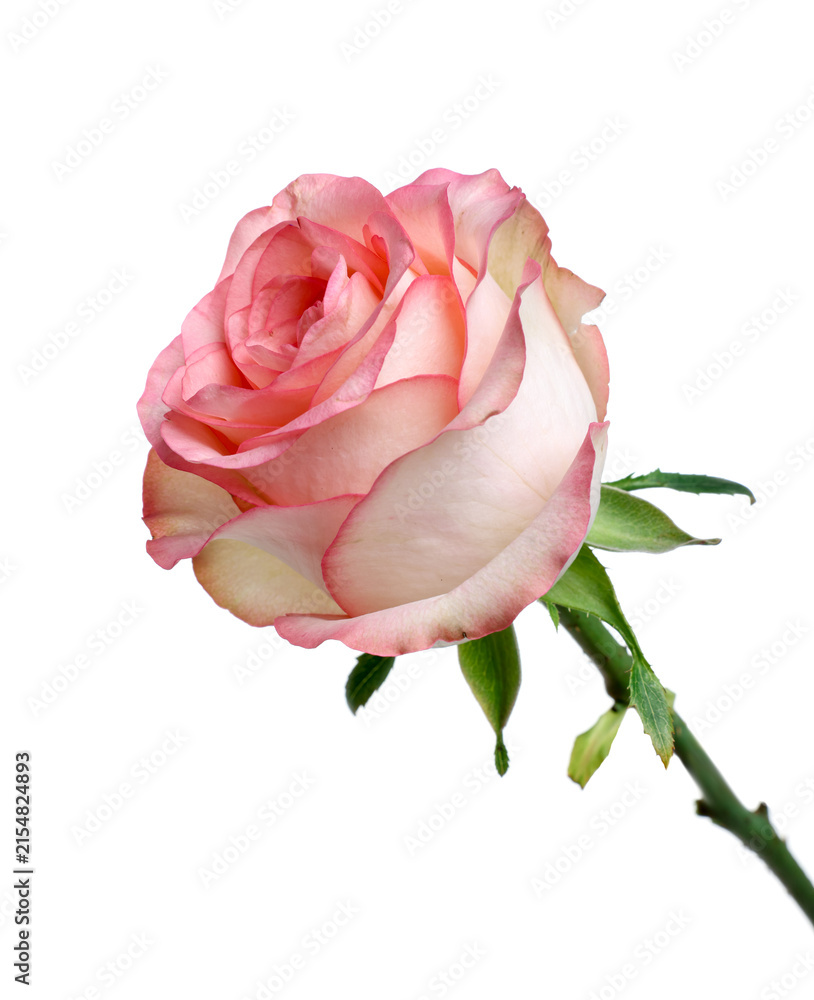 Naklejka premium Beautiful pink rose flower isolated on white