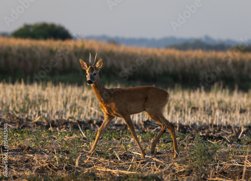 Canvas Print Young roe deer walking on field during sunrise