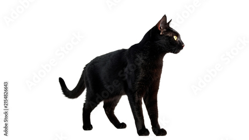 Canvas Print Wild single black panther leopard cat standing alert forest predator animal isol
