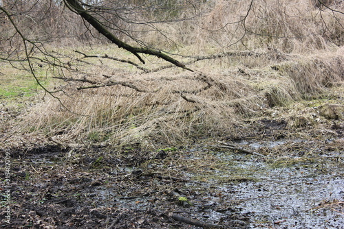 Bild auf Leinwand A natural landscape featuring a branch over dry grass and muddy ground, hinting