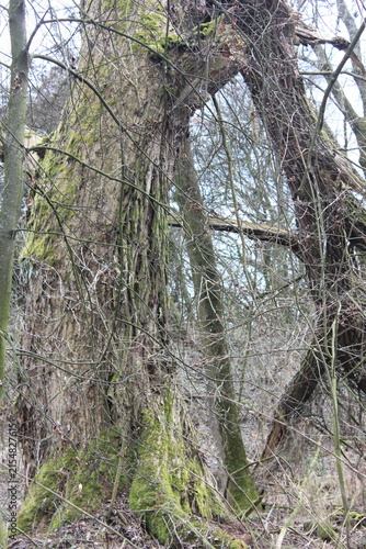 Foto A gnarled, ancient tree covered in moss and vines, with branches entwined in a s